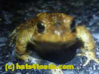 /home//u458753944/public_html/sourcegallery////////Roxborough Toad Detour/2013-2019/2014/2014-04-07/P1140914.JPG